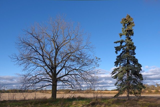 compare and contrast